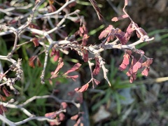 Calliandra eriophylla