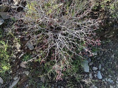 Calliandra eriophylla