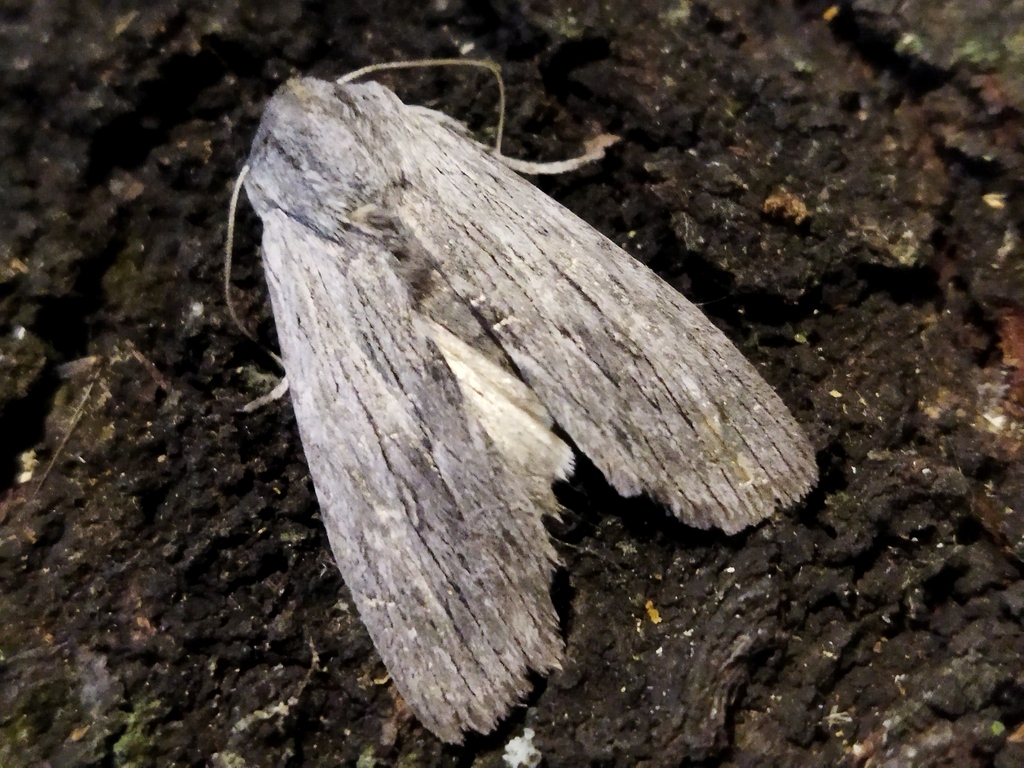 Lithophane merckii