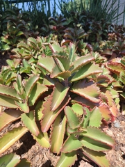 Kalanchoe sexangularis