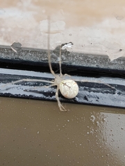 Cryptachaea gigantipes