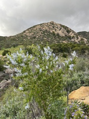 Ceanothus spinosus