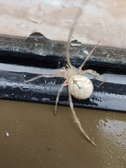 Cryptachaea gigantipes