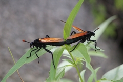 Protomydas rubidapex