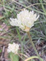 Allium ampeloprasum