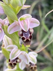 Ophrys umbilicata