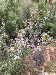 Ceanothus megacarpus