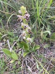 Ophrys umbilicata