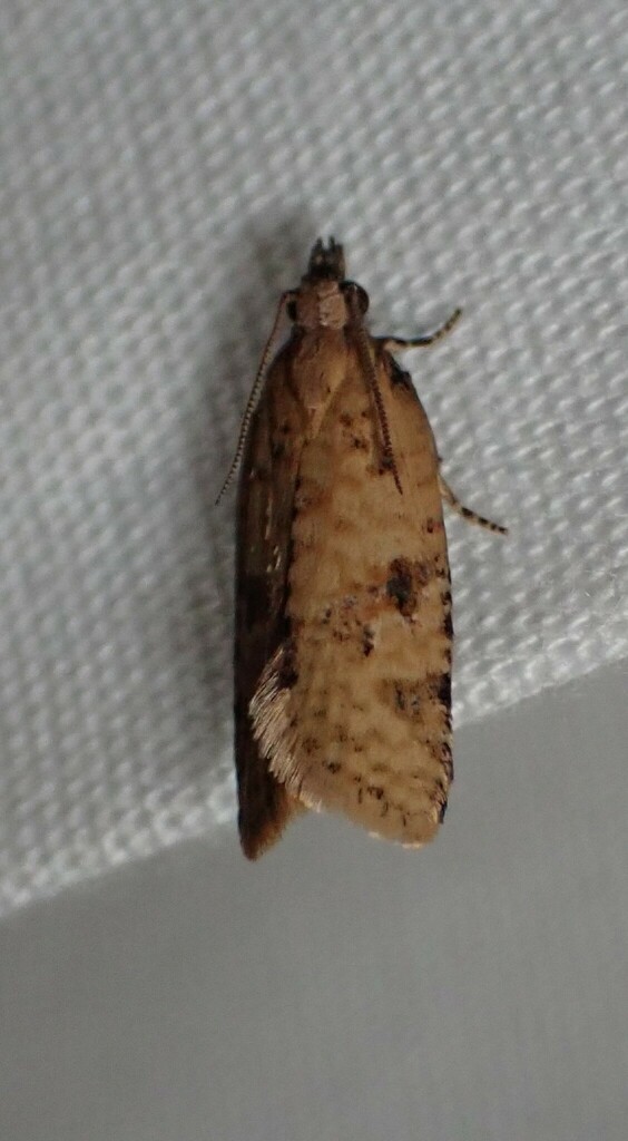 Archipini from 4 Ronald Ct, Somerville VIC 3912, Australia on February ...