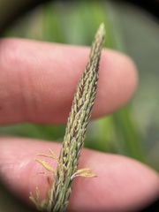 Carex emoryi