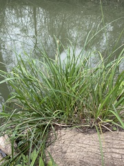 Carex emoryi