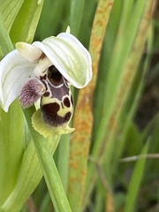 Ophrys umbilicata