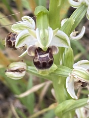 Ophrys umbilicata
