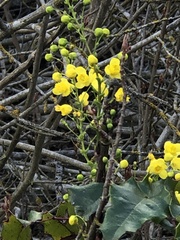 Berberis pinnata