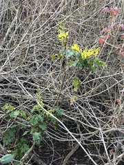 Berberis pinnata