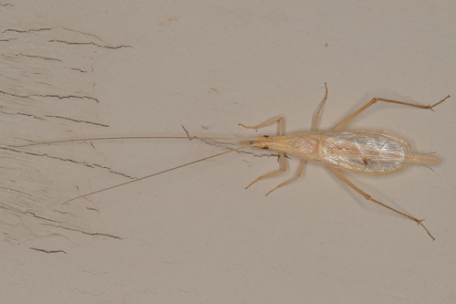 Oecanthus rufopictus