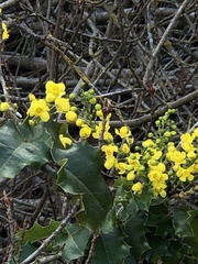 Berberis pinnata