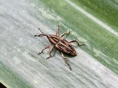 Rhabdoscelus lineaticollis