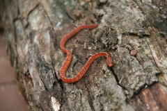 Asthenodipsas vertebralis