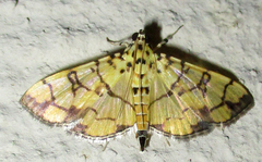 Pardomima distortana