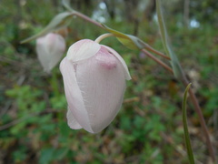 Calochortus albus