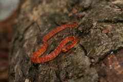 Asthenodipsas vertebralis