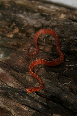 Asthenodipsas vertebralis