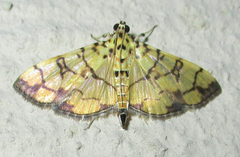 Pardomima distortana