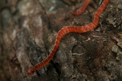 Asthenodipsas vertebralis