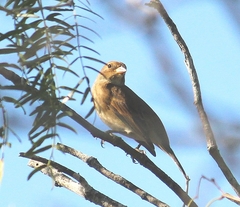 Passerina cyanea