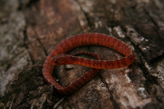 Asthenodipsas vertebralis