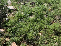 Oncosiphon pilulifer