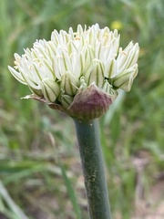 Allium orientale