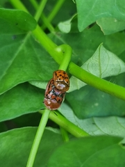 Conchyloctenia punctata