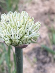 Allium orientale