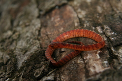 Asthenodipsas vertebralis