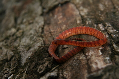 Asthenodipsas vertebralis