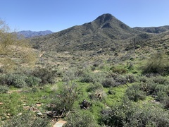 Oncosiphon pilulifer