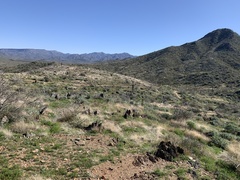 Oncosiphon pilulifer