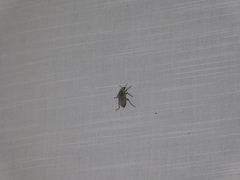 Metamasius hemipterus