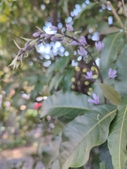 Petrea
