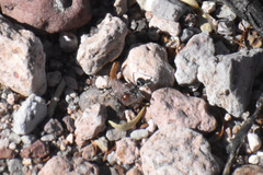 Myrmecocystus melliger