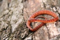 Asthenodipsas vertebralis