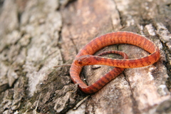 Asthenodipsas vertebralis