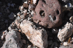 Myrmecocystus melliger