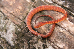 Asthenodipsas vertebralis