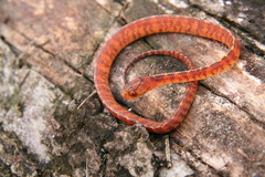 Asthenodipsas vertebralis