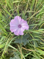 Convolvulus althaeoides