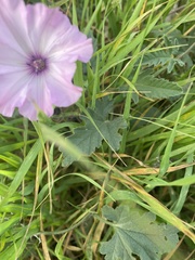 Convolvulus althaeoides