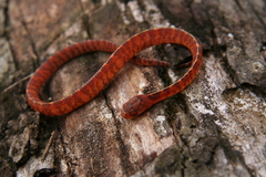 Asthenodipsas vertebralis